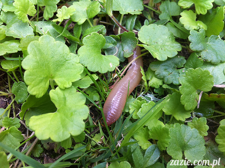 mopsy mopsiki pugs śmieszne psy