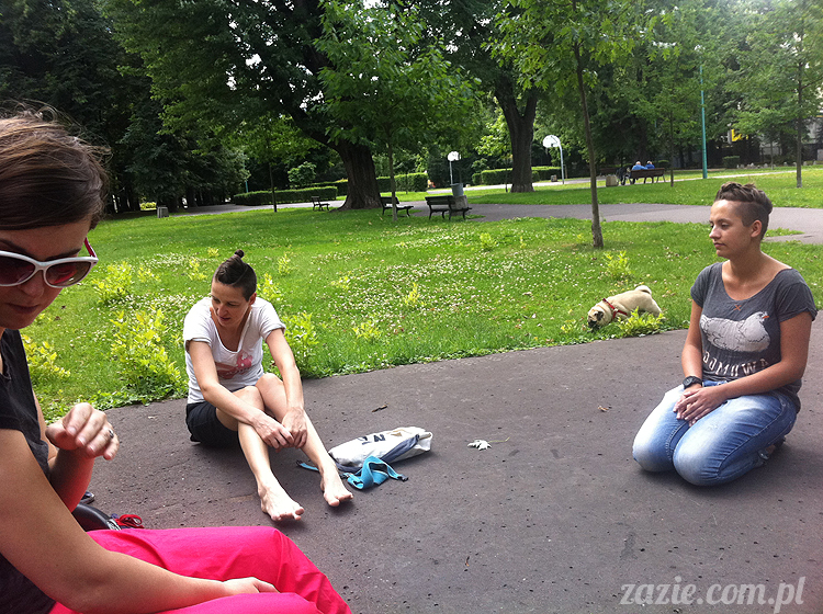 mopsy mopsiki pugs śmieszne psy