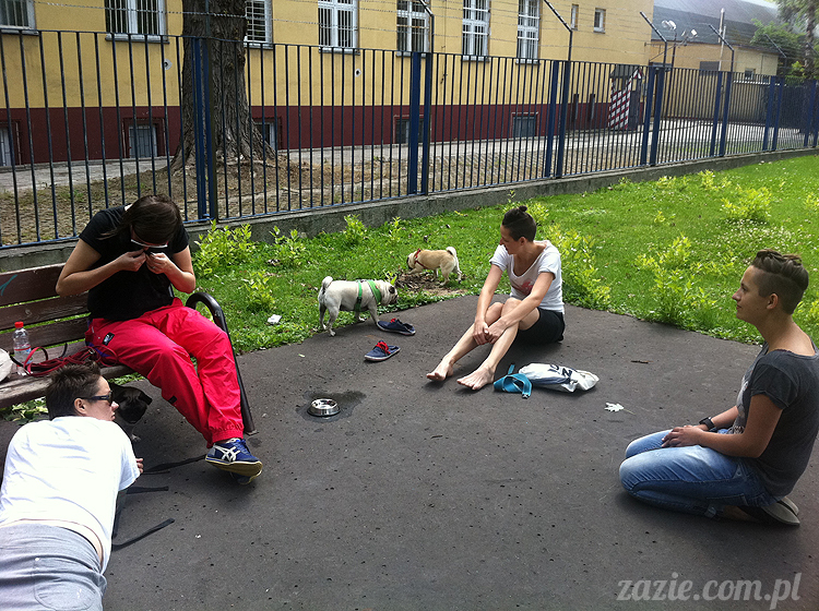 mopsy mopsiki pugs śmieszne psy