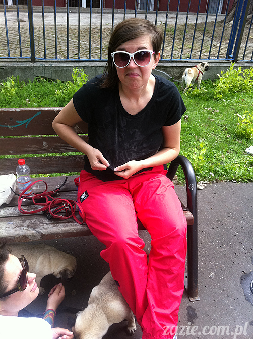 mopsy mopsiki pugs śmieszne psy