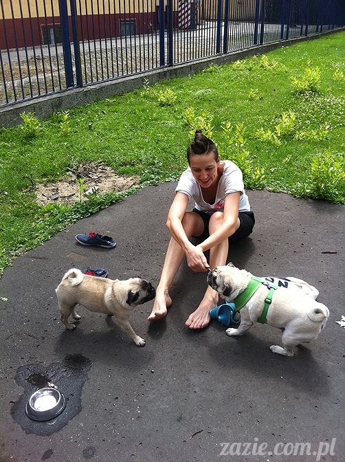 mopsy mopsiki pugs śmieszne psy