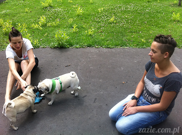 mopsy mopsiki pugs śmieszne psy