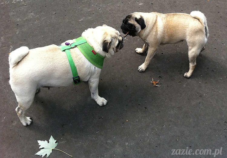 mopsy mopsiki pugs śmieszne psy