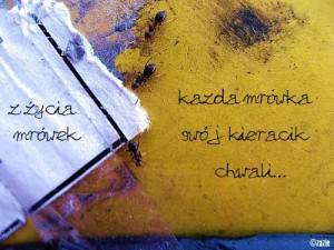 ersatz cholera, nie życie