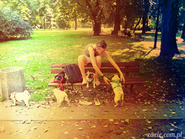 mopsy mopsiki lato lipiec Zazie