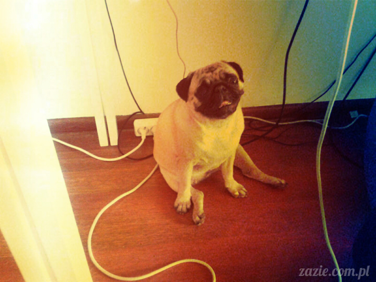 mopsy mopsiki lato lipiec Zazie