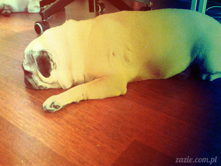 mopsy mopsiki lato lipiec Zazie