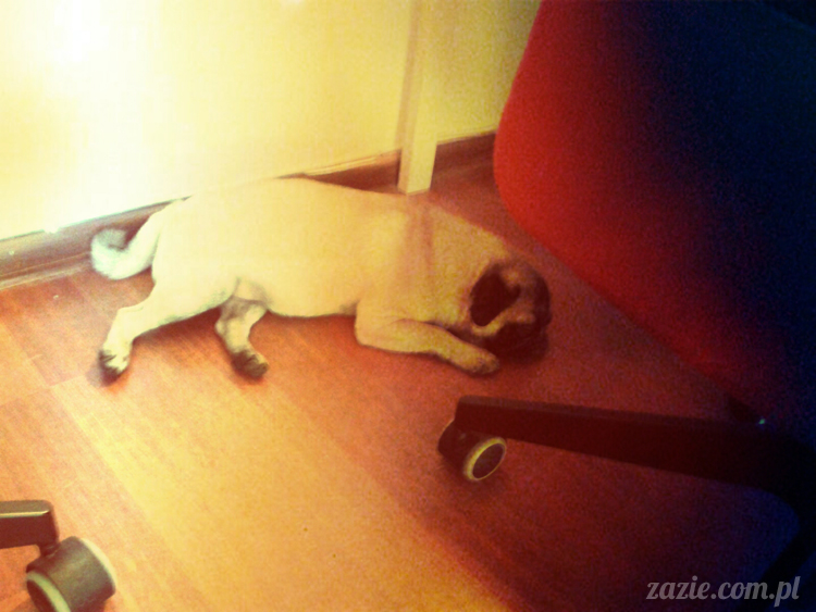 mopsy mopsiki lato lipiec Zazie