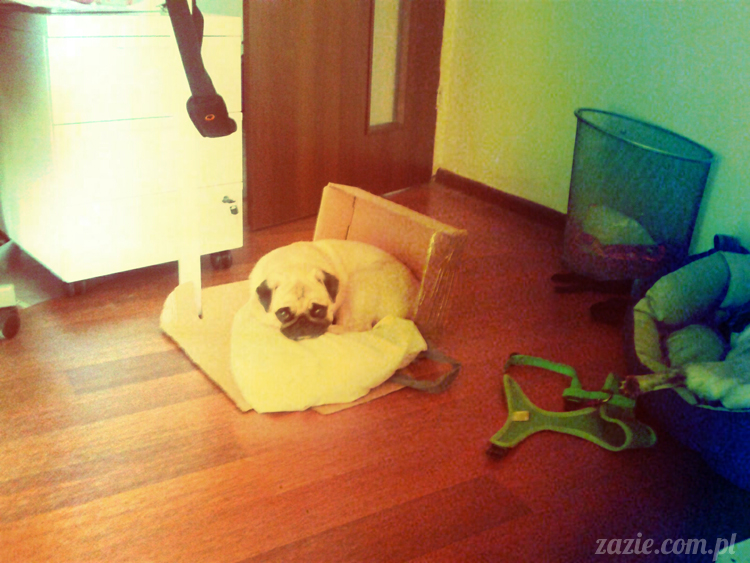 mopsy mopsiki lato lipiec Zazie