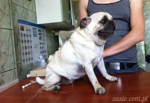 weekendowy festiwal weterynaryjny