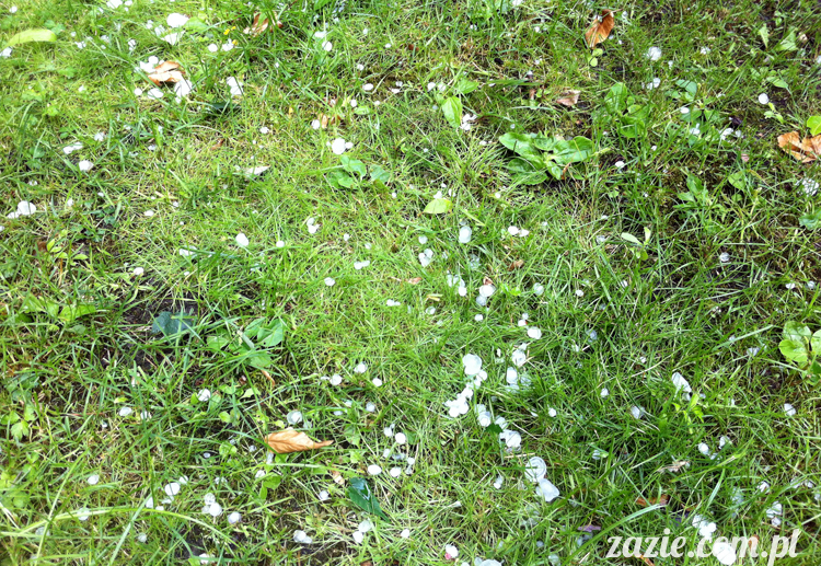 Grupa Ochoczo: Sputnik Studio, Nioska, Syd Breslauer, Zazie & Latający Mops