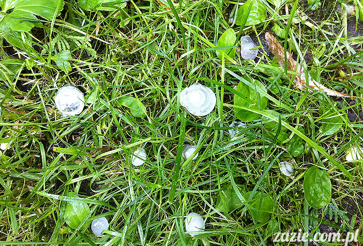 Grupa Ochoczo: Sputnik Studio, Nioska, Syd Breslauer, Zazie & Latający Mops