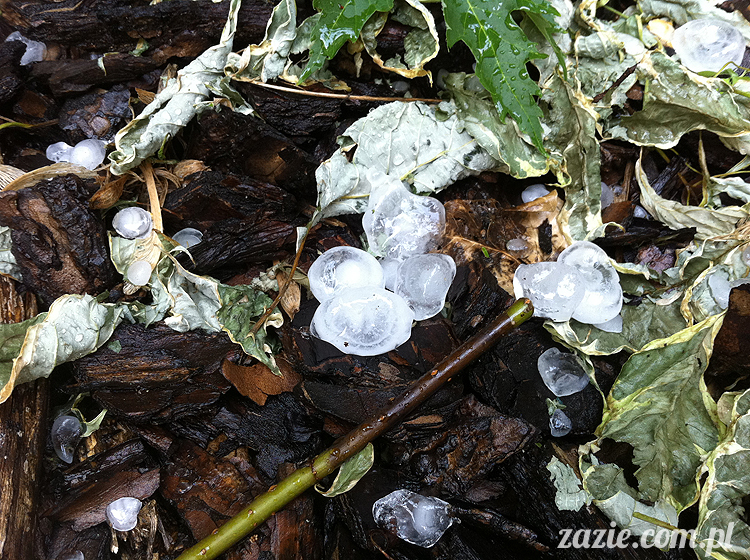 Grupa Ochoczo: Sputnik Studio, Nioska, Syd Breslauer, Zazie & Latający Mops