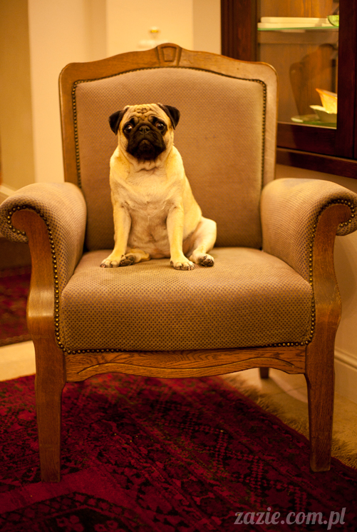 mopsy mopsiki Kumok i Miszur w Pałacu Wiechlice