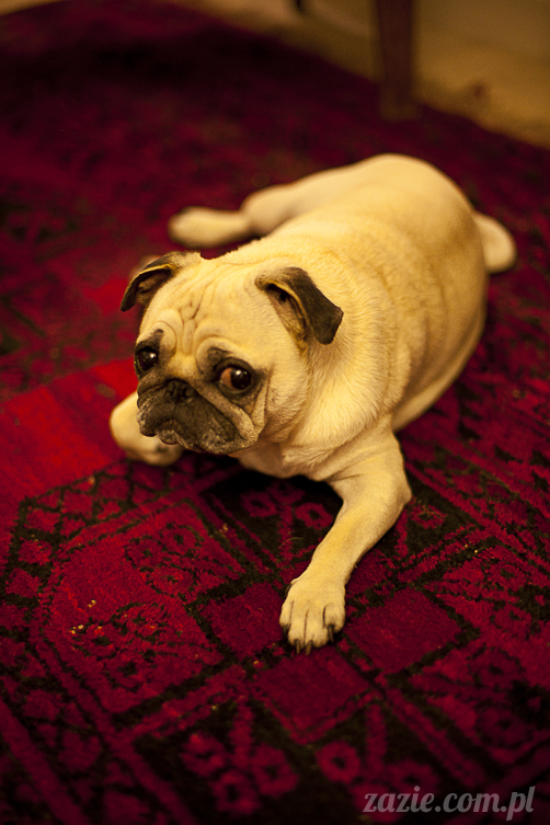 mopsy mopsiki Kumok i Miszur w Pałacu Wiechlice