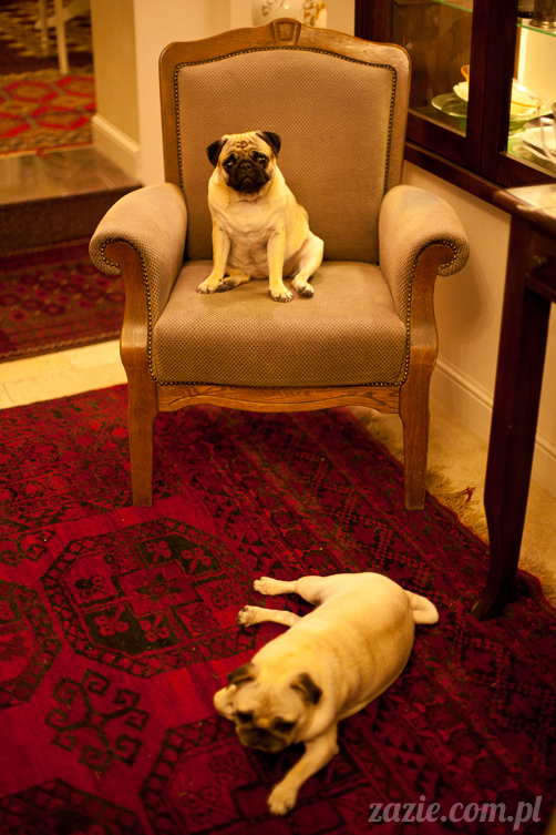 mopsy mopsiki Kumok i Miszur w Pałacu Wiechlice