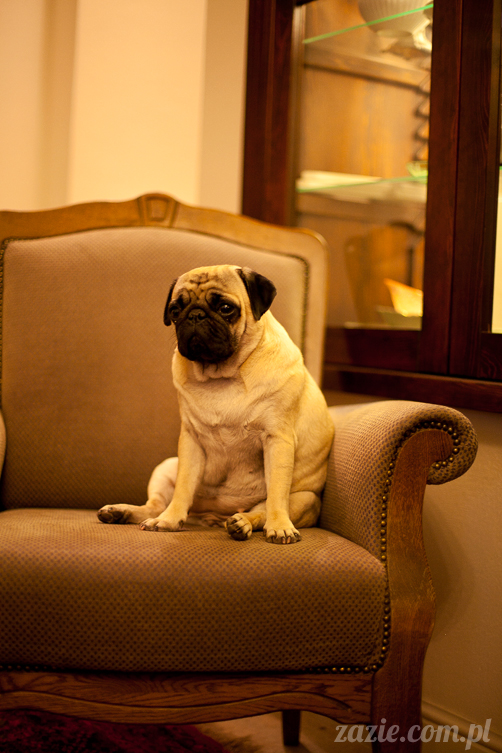 mopsy mopsiki Kumok i Miszur w Pałacu Wiechlice