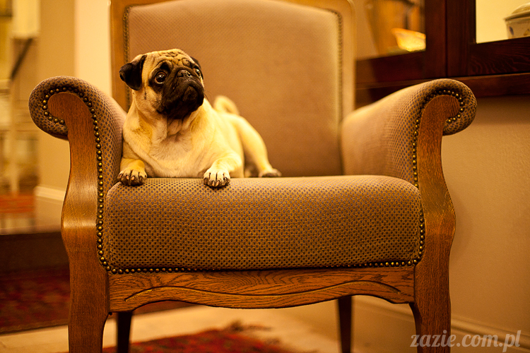 mopsy mopsiki Kumok i Miszur w Pałacu Wiechlice