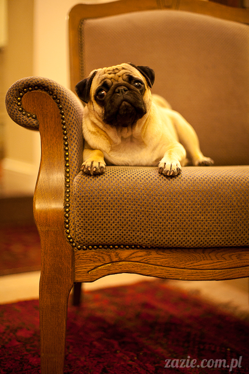 mopsy mopsiki Kumok i Miszur w Pałacu Wiechlice