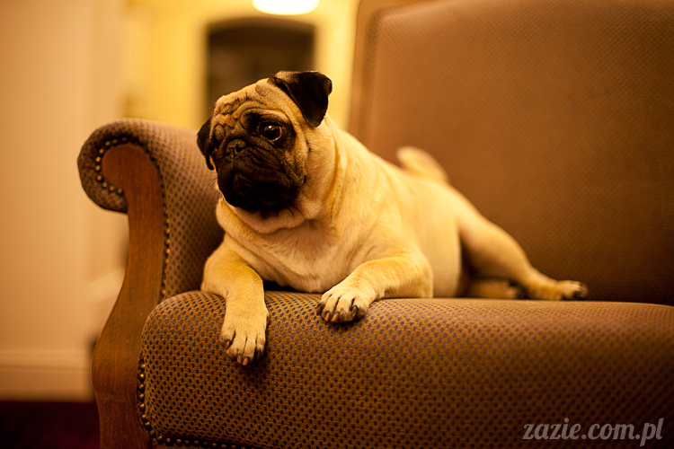 mopsy mopsiki Kumok i Miszur w Pałacu Wiechlice