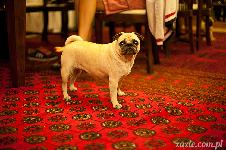 mopsy mopsiki Kumok i Miszur w Pałacu Wiechlice