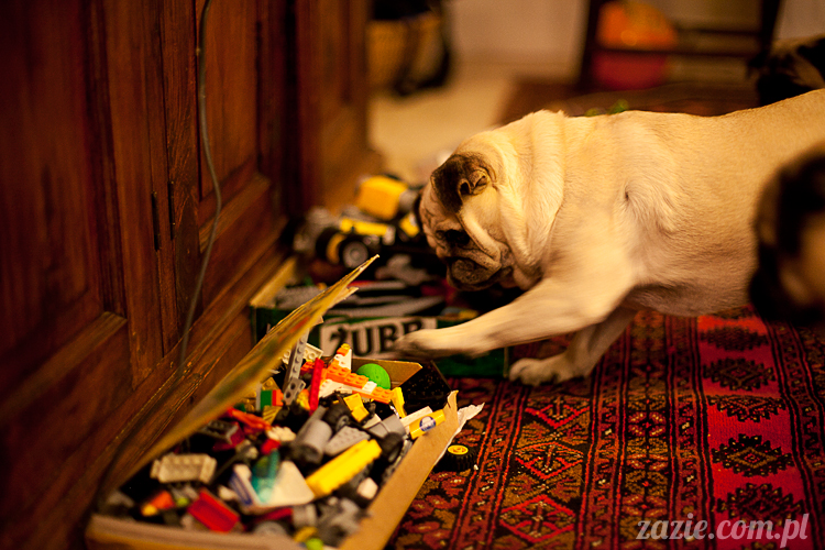 mopsy mopsiki Kumok i Miszur w Pałacu Wiechlice