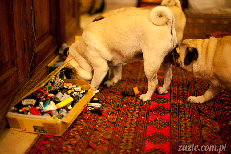 mopsy mopsiki Kumok i Miszur w Pałacu Wiechlice