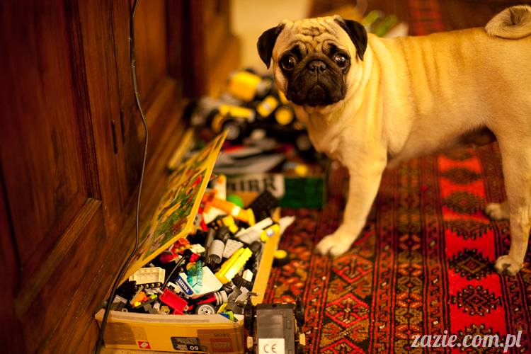 mopsy mopsiki Kumok i Miszur w Pałacu Wiechlice