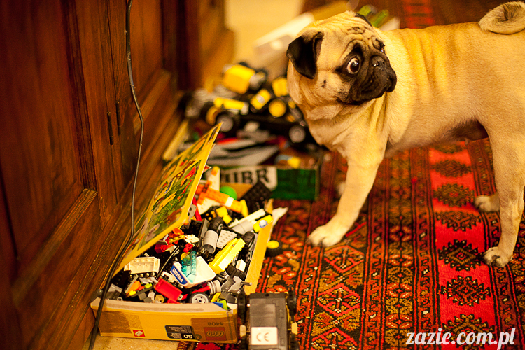 mopsy mopsiki Kumok i Miszur w Pałacu Wiechlice