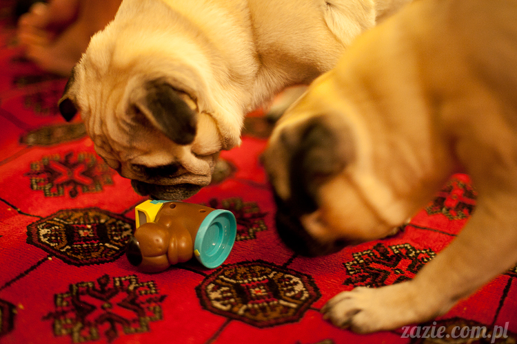 mopsy mopsiki Kumok i Miszur w Pałacu Wiechlice