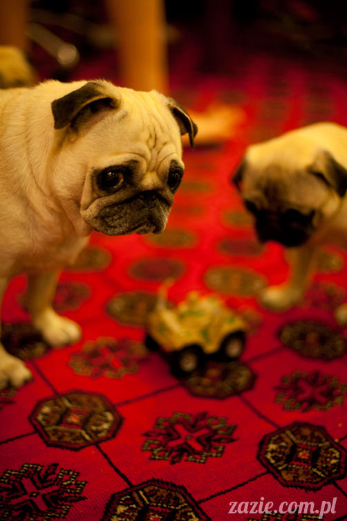 mopsy mopsiki Kumok i Miszur w Pałacu Wiechlice