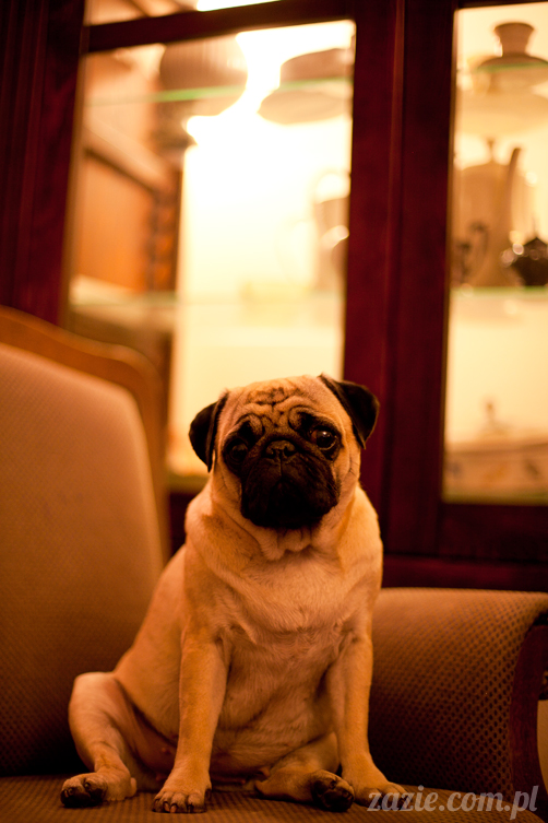 mopsy mopsiki Kumok i Miszur w Pałacu Wiechlice