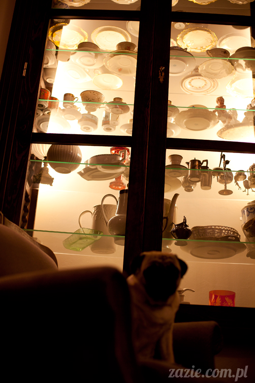 mopsy mopsiki Kumok i Miszur w Pałacu Wiechlice