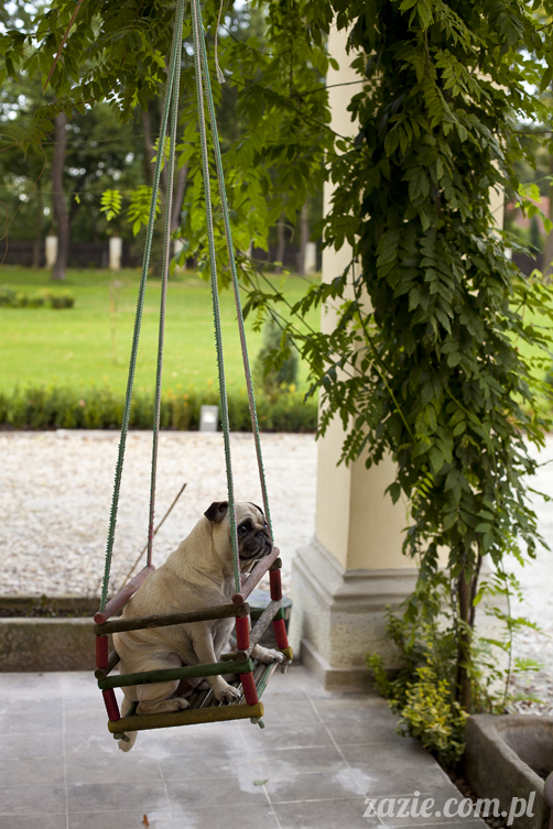 mopsy mopsiki Kumok i Miszur w Pałacu Wiechlice