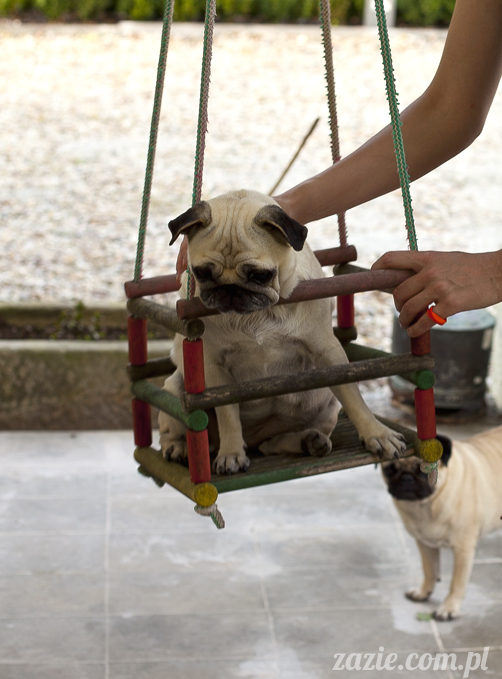 mopsy mopsiki Kumok i Miszur w Pałacu Wiechlice