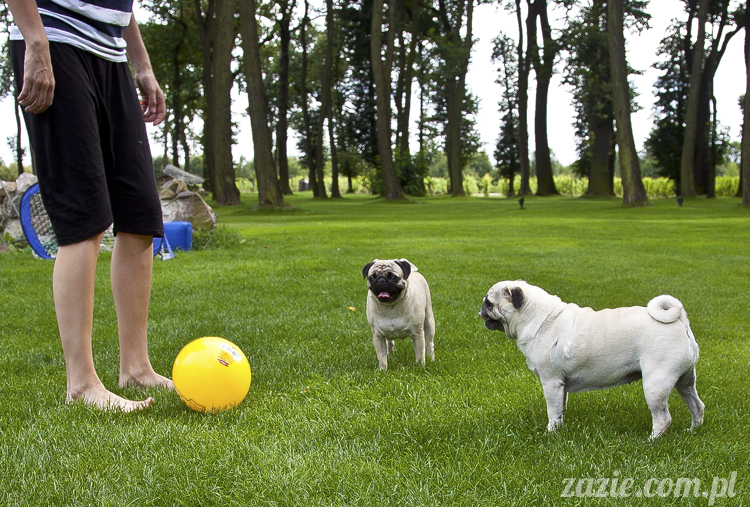 mopsy mopsiki Kumok i Miszur w Pałacu Wiechlice