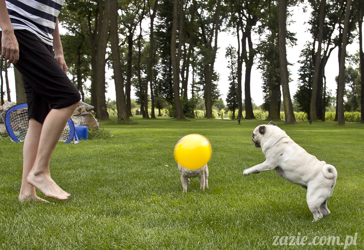 mopsy mopsiki Kumok i Miszur w Pałacu Wiechlice