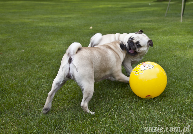 mopsy mopsiki Kumok i Miszur w Pałacu Wiechlice