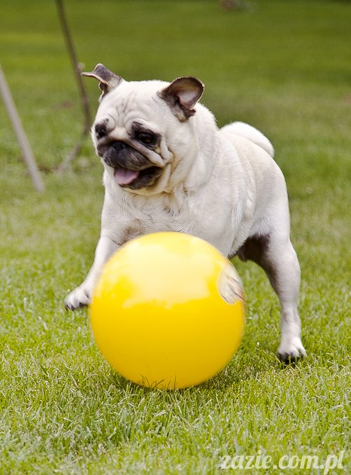 mopsy mopsiki Kumok i Miszur w Pałacu Wiechlice