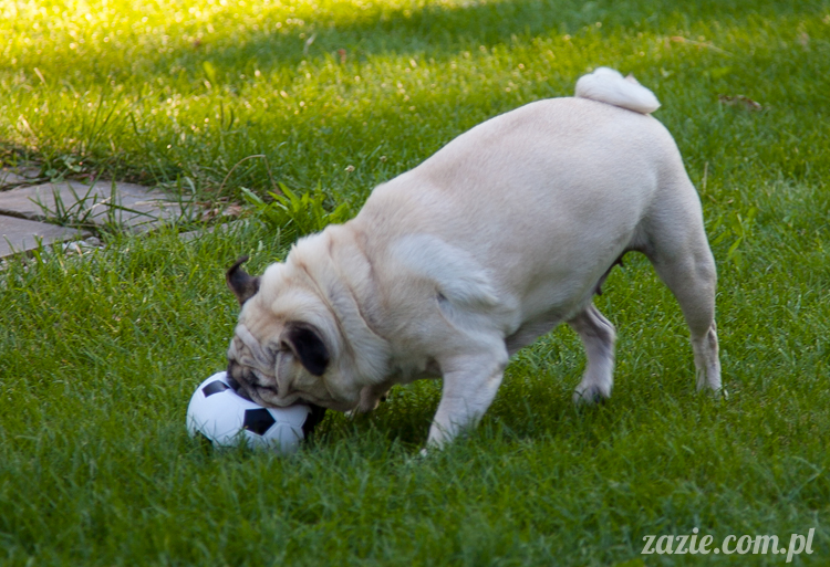 mopsy mopsiki Kumok i Miszur w Pałacu Wiechlice