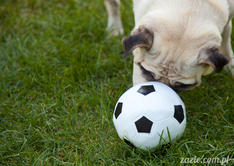 mopsy mopsiki Kumok i Miszur w Pałacu Wiechlice