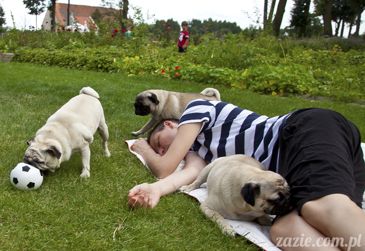 mopsy mopsiki Kumok i Miszur w Pałacu Wiechlice