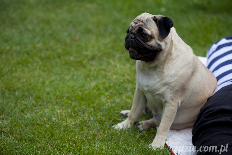 mopsy mopsiki Kumok i Miszur w Pałacu Wiechlice