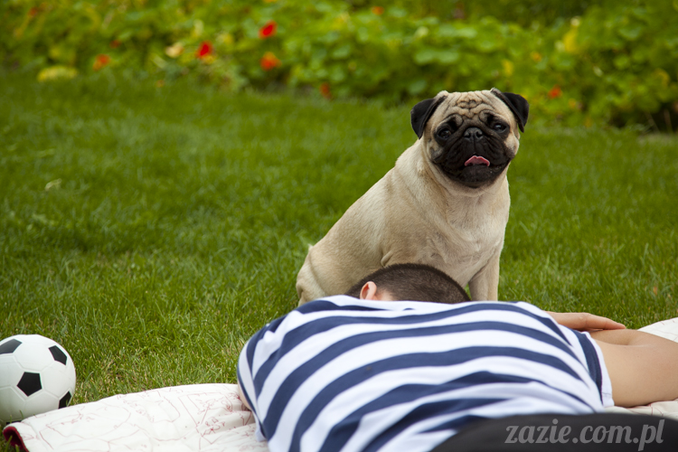 mopsy mopsiki Kumok i Miszur w Pałacu Wiechlice