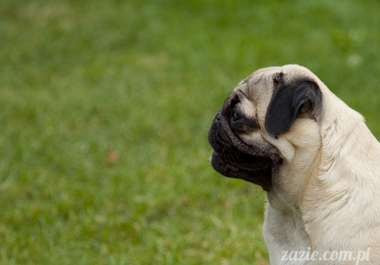 mopsy mopsiki Kumok i Miszur w Pałacu Wiechlice