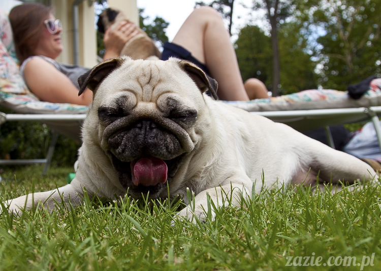 mopsy mopsiki Kumok i Miszur w Pałacu Wiechlice