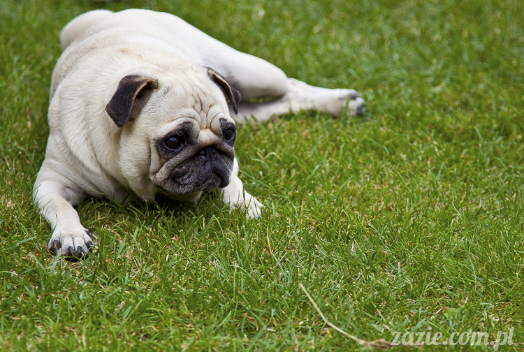 mopsy mopsiki Kumok i Miszur w Pałacu Wiechlice