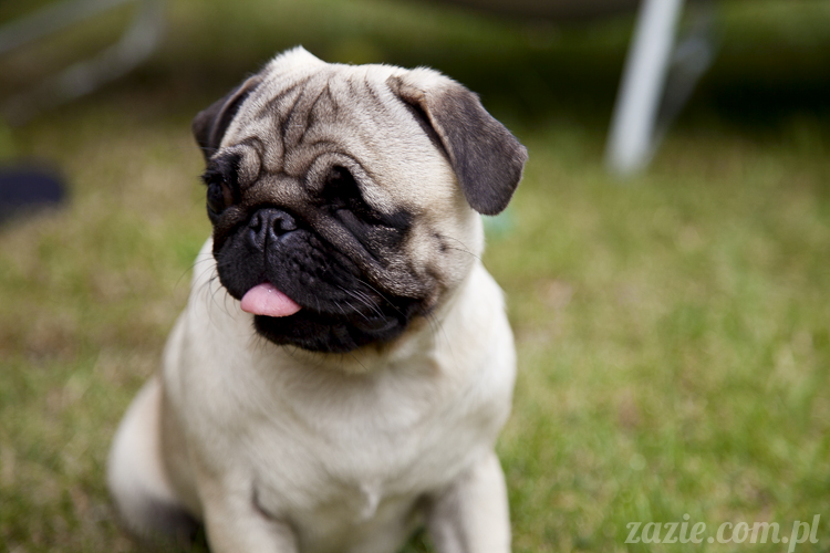 mopsy mopsiki Kumok i Miszur w Pałacu Wiechlice