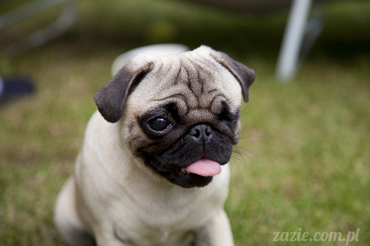 mopsy mopsiki Kumok i Miszur w Pałacu Wiechlice