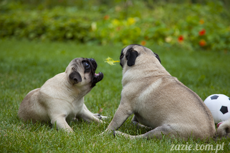 mopsy mopsiki Kumok i Miszur w Pałacu Wiechlice